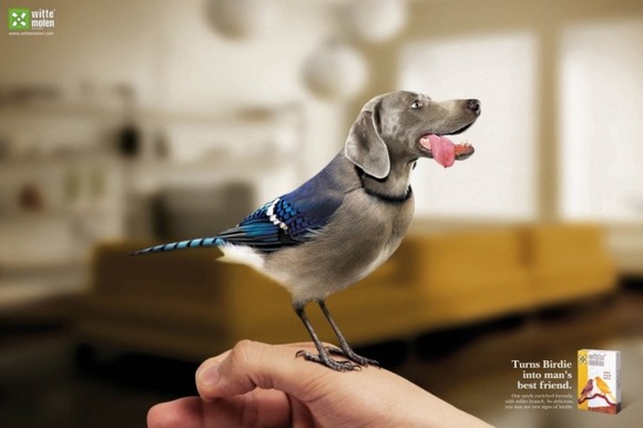 Birds-with-Dog-Heads-03-685x456