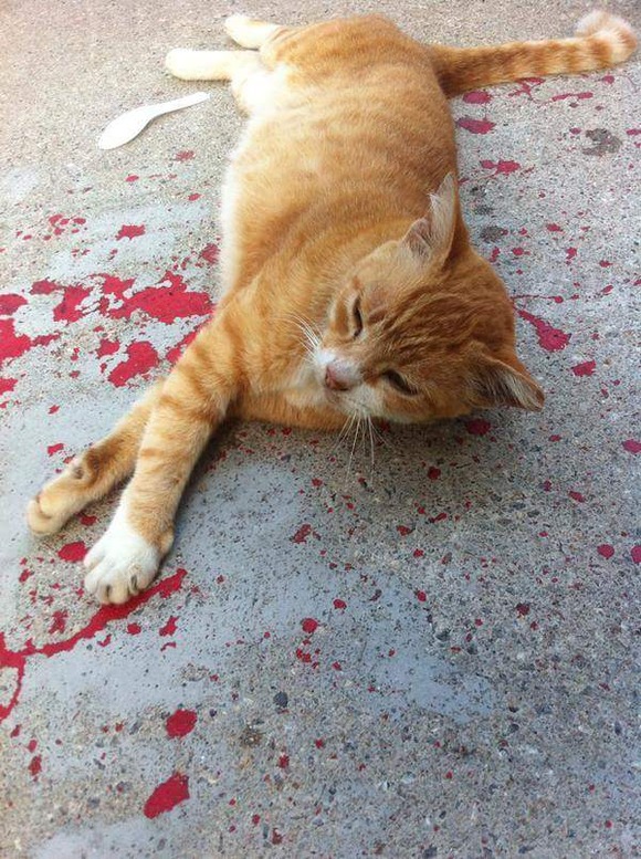 optical-illusion-paint-cat-bleeding-3