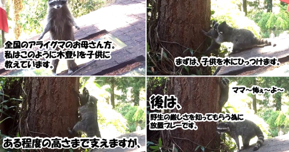 キャプチャリング600