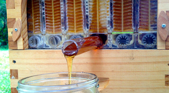 honey-4