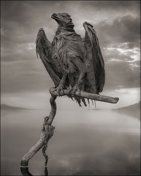 deadly-lake-in-tanzania-calcifies-animals-designboom-03