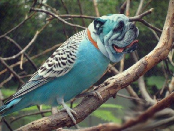 Birds-with-Dog-Heads-10