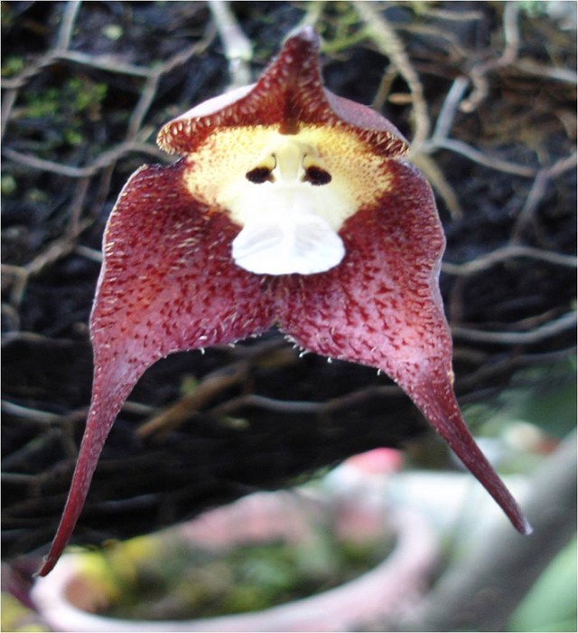 monkey orchid 6