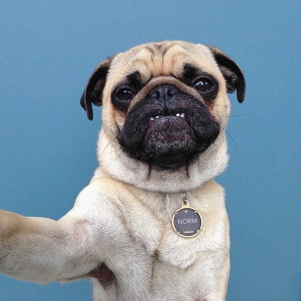 normthepug08