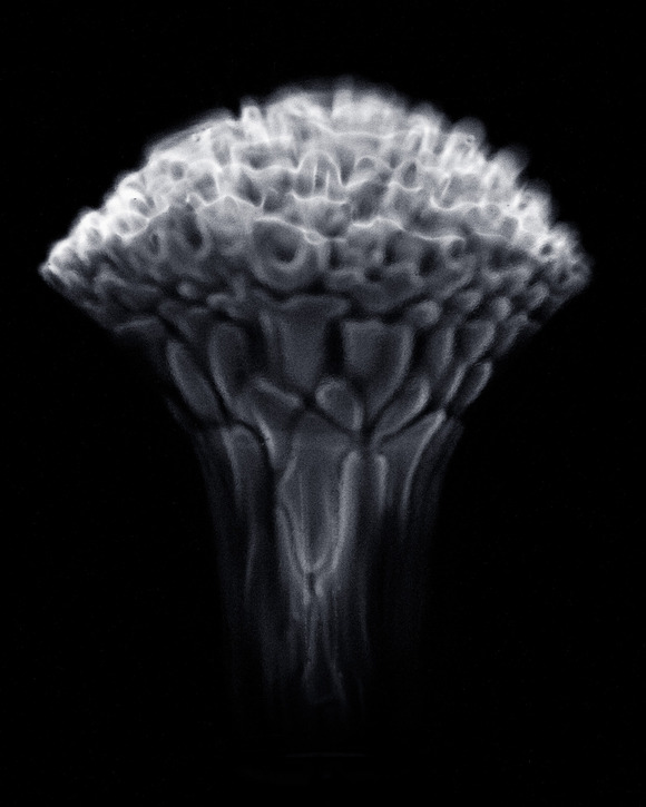 Aurora03