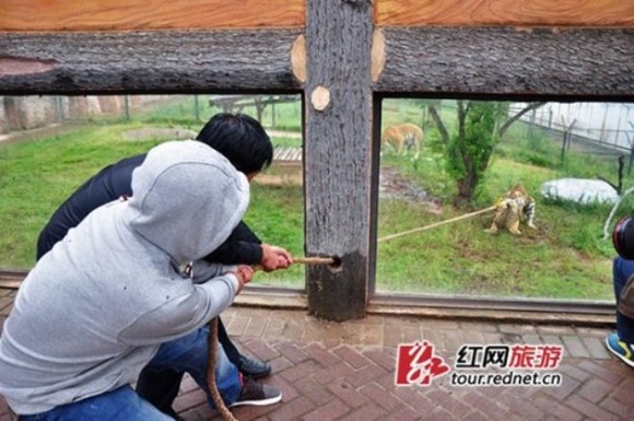 tiger-tug-of-war-550x365
