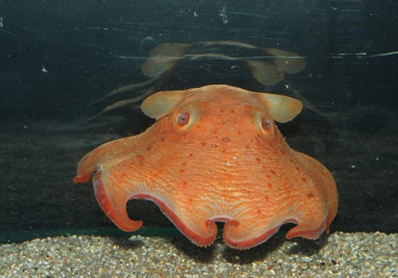 opishoteuthis-depressa1_2