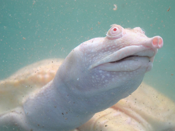 albino-animals-3-19__880