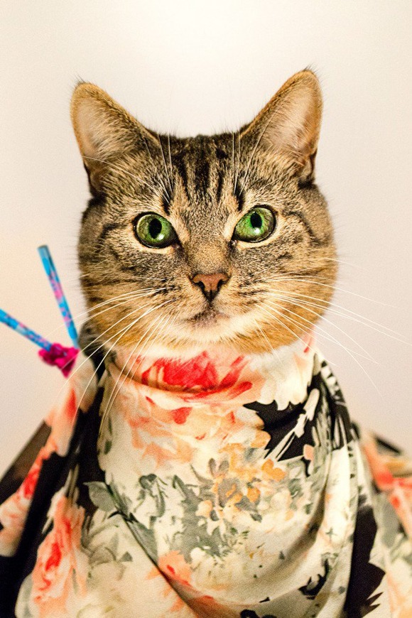 Cat-Couture-by-Jason-Mc-Groarty-5-677x1016