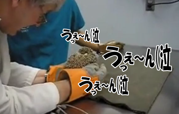キャプチャリング600