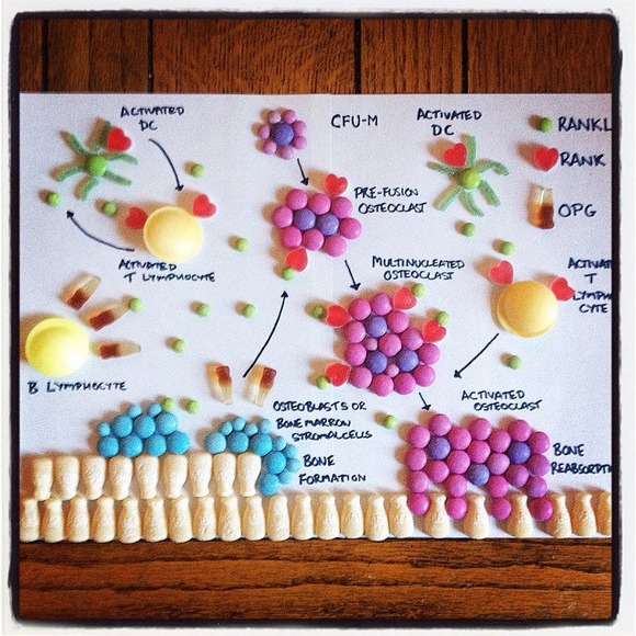 Osteo-Candy-Formation-and-Reabsorption