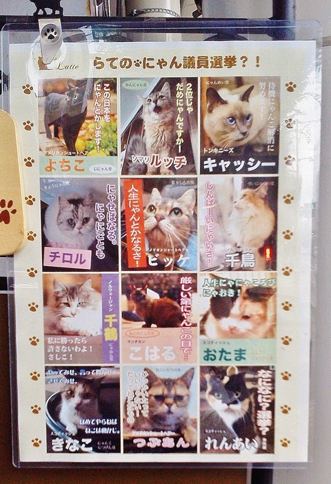 猫カフェ (2)