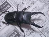 ツシマ73
