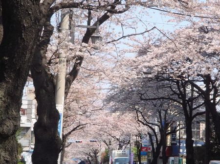 桜トンネル