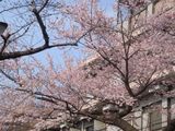 sakura-saku