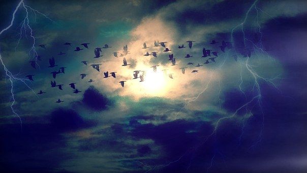 birds-384954__340