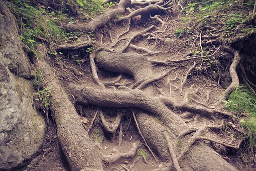 roots-3609149__340