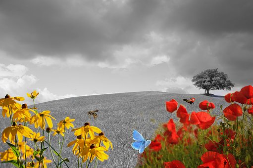 meadow-2401932__340