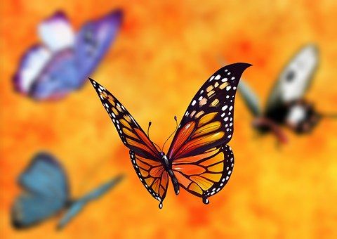 butterfly-1073160__340