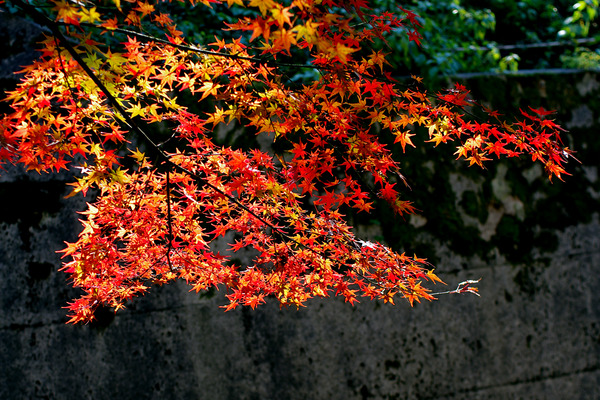 £±£²¥â¥ß¥¸IMGP7045