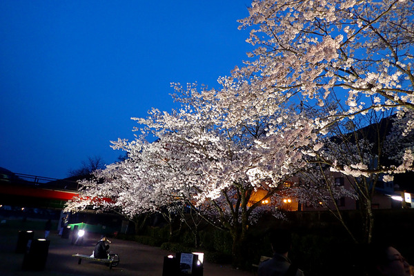 12夜桜P4160851
