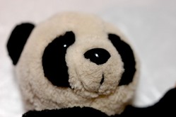 panda