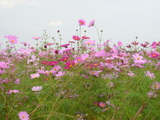 cosmos3