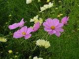 cosmos4