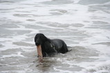 sea7