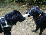 will&baron