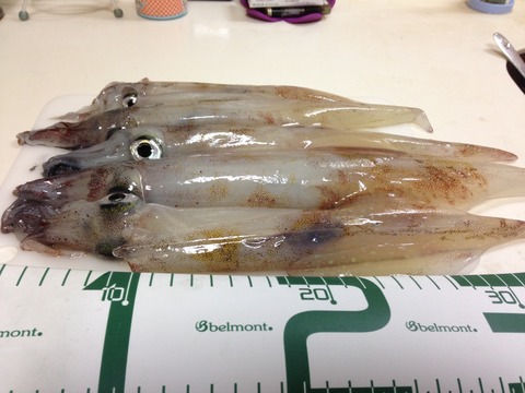 写真 2 (7)