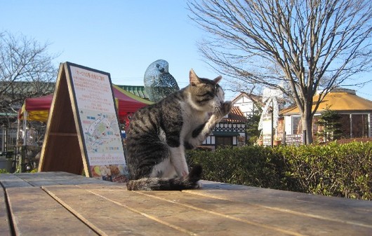 ねこ