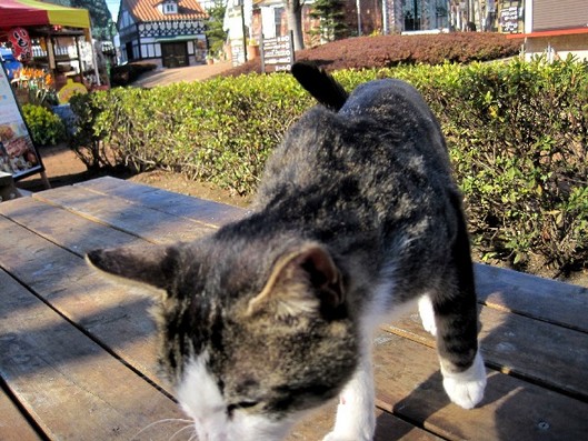ねこ2