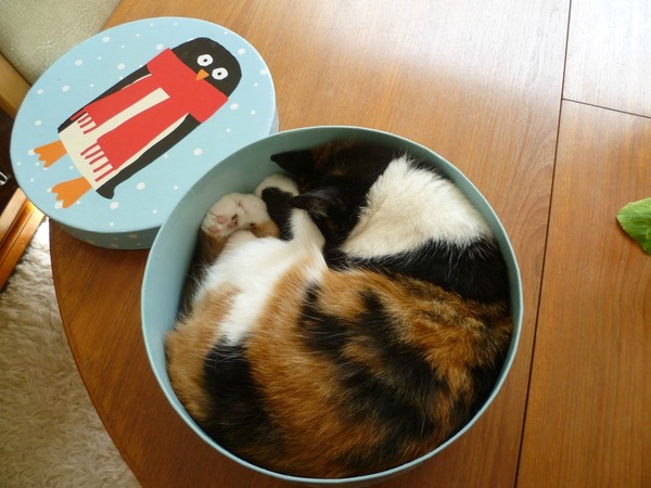 ジャストフィット猫 12