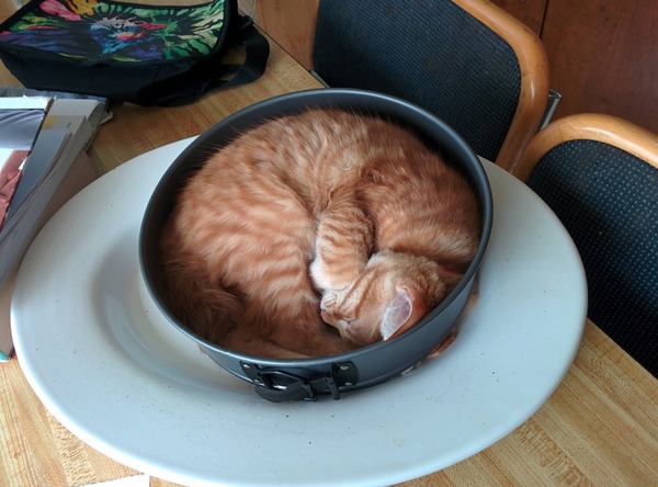 ジャストフィット猫 19