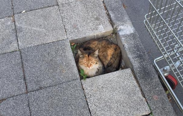 ジャストフィット猫 2
