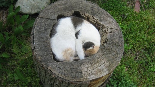 ジャストフィット猫 11