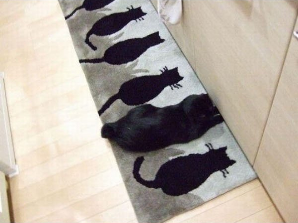 カーペット猫