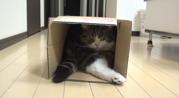 ジャストフィット猫 9