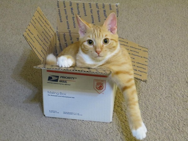 ジャストフィット猫 3