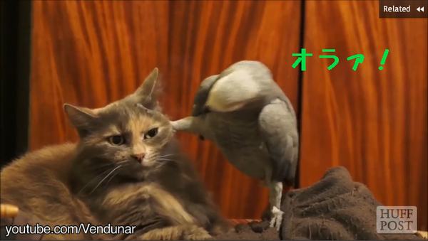 鳥vs猫