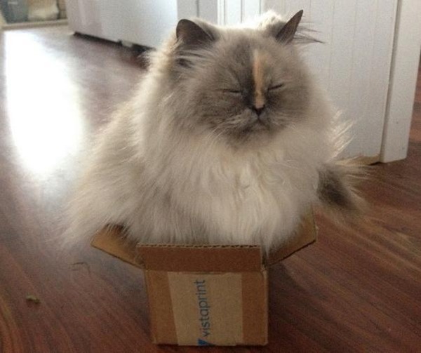 ジャストフィット猫 5