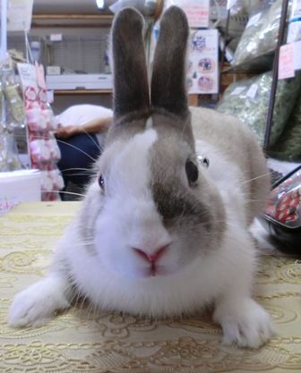 12moko