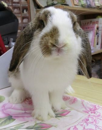 17maru
