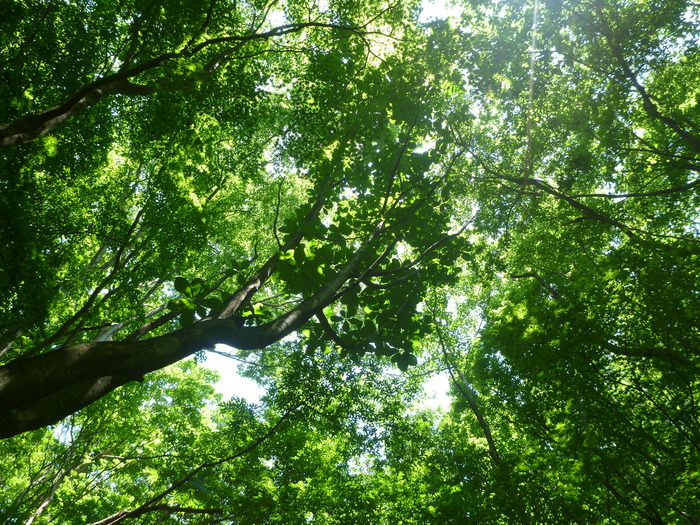 P1050706