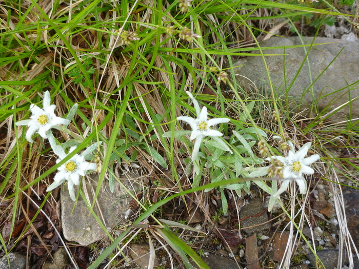 P1050594