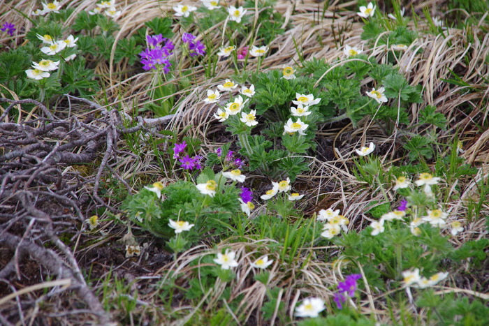 IMGP0608