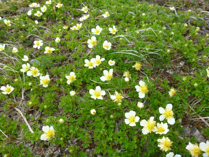 P1050593
