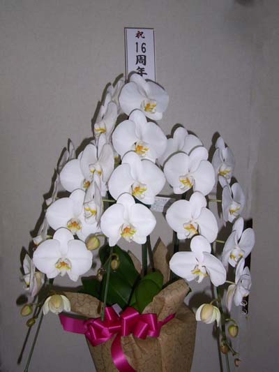 16¼þǯ