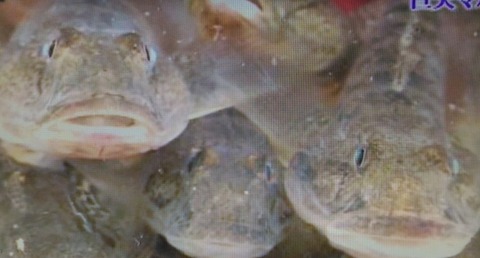 ●●鶴見の20cmハゼ
